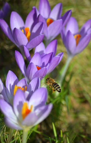 neelam279 bee 10156923 1280.jpg