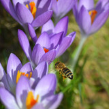 neelam279 bee 10156923 1280