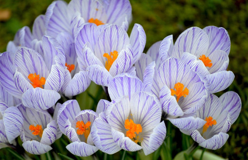 neelam279 crocuses 10146601 1280.jpg