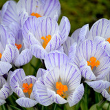 neelam279 crocuses 10146601 1280