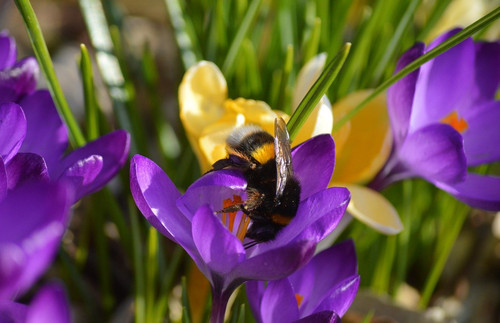 neelam279 bumblebee 10160542 1280.jpg