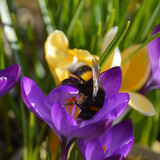 neelam279 bumblebee 10160542 1280