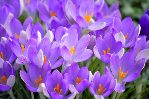 neelam279 crocuses 10146603 1280.jpg