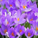 neelam279 crocuses 10146603 1280