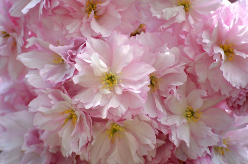 neelam279 cherry blossoms 10182488 1280.jpg