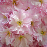 neelam279 cherry blossoms 10182488 1280