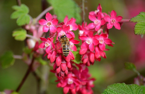 neelam279 bee 10182037 1280.jpg