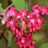 neelam279 bee 10182037 1280