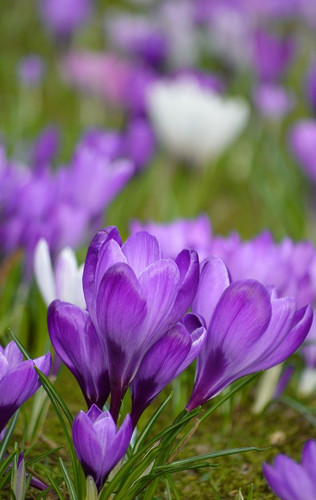 neelam279 crocuses 10115708 1280.jpg