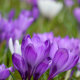 neelam279 crocuses 10115708 1280