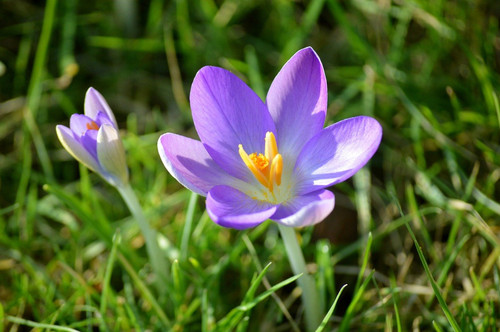 neelam279 crocuses 10146947 1280.jpg