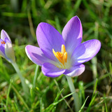 neelam279 crocuses 10146947 1280