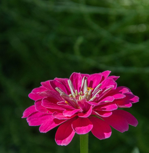 lancier zinnia 10187475 1280.jpg