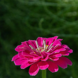 lancier zinnia 10187475 1280