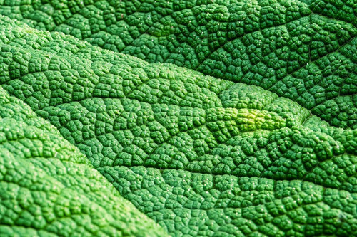 fotoblend mammoth sheet 10149886 1280.jpg