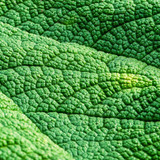 fotoblend mammoth sheet 10149886 1280