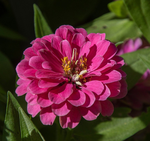 lancier zinnia 10187476 1280.jpg