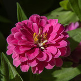 lancier zinnia 10187476 1280