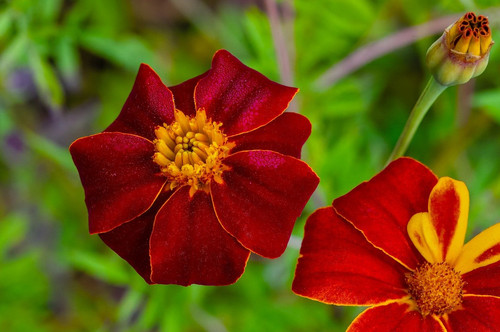 fotoblend student flower 10161256 1280.jpg