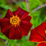 fotoblend student flower 10161256 1280