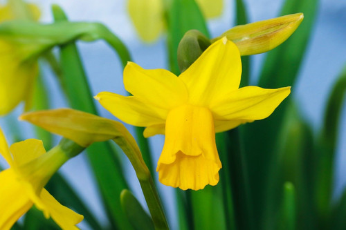 manfredrichter daffodil 10166461 1280.jpg