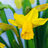 manfredrichter daffodil 10166461 1280
