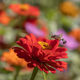 lancier zinnia 10191552 1280