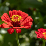 lancier zinnia 10191397 1280
