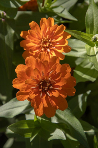 lancier zinnia 10187477 1280.jpg