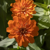 lancier zinnia 10187477 1280