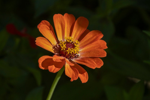lancier zinnia 10189388 1280.jpg