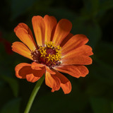 lancier zinnia 10189388 1280