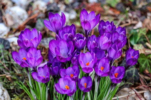 manfredrichter crocus 10150394 1280.jpg