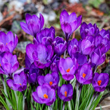 manfredrichter crocus 10150394 1280
