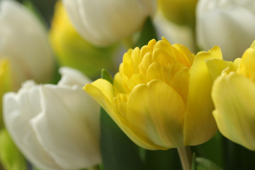 marjonhorn flowers 10166450 1280.jpg