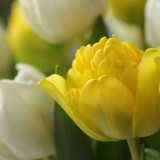 marjonhorn flowers 10166450 1280