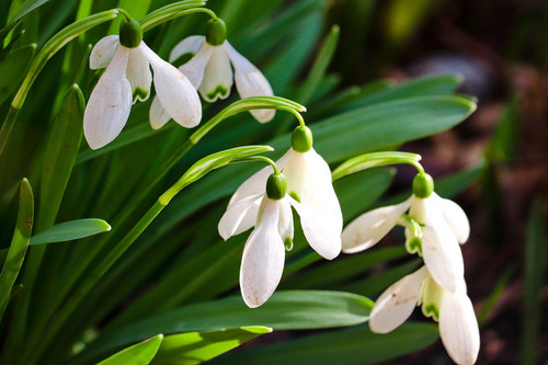 manfredrichter snowdrop 10150395 1280.jpg