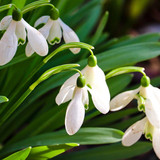 manfredrichter snowdrop 10150395 1280