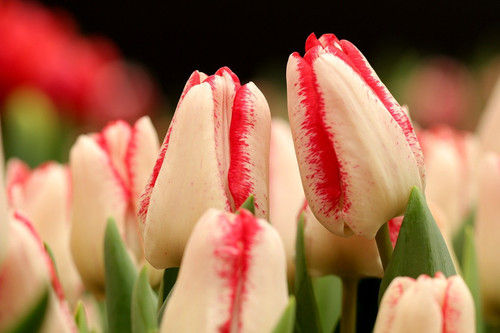 marjonhorn flowers 10157672 1280.jpg