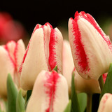 marjonhorn flowers 10157672 1280