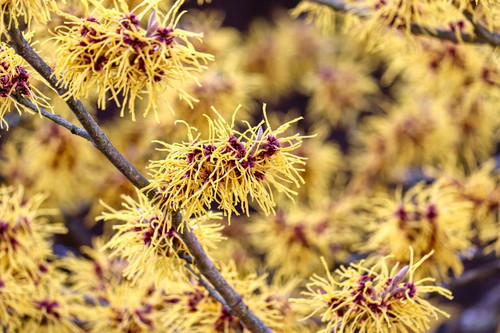 manfredrichter hamamelis 10150393 1280.jpg