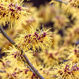 manfredrichter hamamelis 10150393 1280