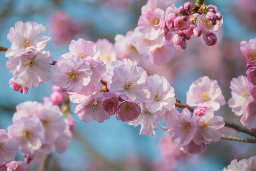 couleur cherry blossom 10167047 1280.jpg