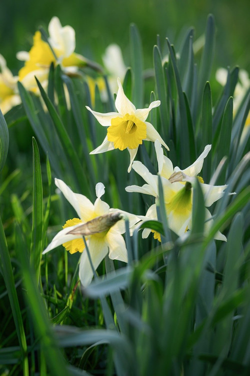 couleur daffodils 10151386 1280.jpg