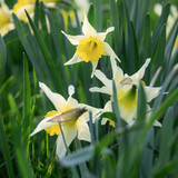 couleur daffodils 10151386 1280