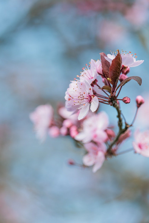 couleur almond blossom 10161160 1280.jpg