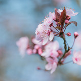 couleur almond blossom 10161160 1280