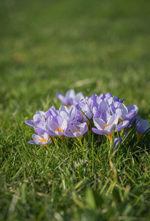 couleur crocuses 10115801 1280.jpg