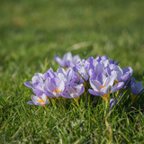 couleur crocuses 10115801 1280