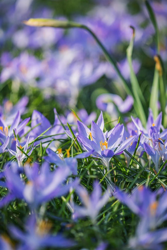 couleur crocuses 10150026 1280.jpg